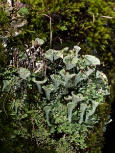 051 Echte Becherflechte (Cladonia pyxidata s.l.)?