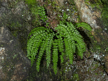 0045 (1-fa) Grünstieliger Streifenfarn