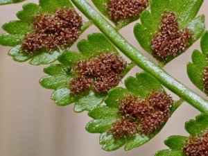 0045 (7-fa) Grünstieliger Streifenfarn