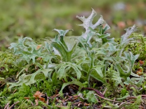 Hirschhornflechte oder Isländisches Moos (Cetraria islandica)?