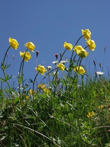 0123 (1-g) Trollblume