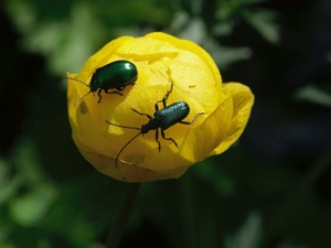 0123 (4-g) Trollblume