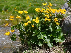 0126 (1-g) Sumpf-Dotterblume