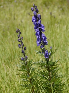 0127 (1-b) Dichtblütiger Blau-Eisenhut