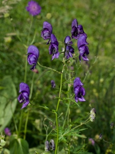 Gewöhnlicher Blau-Eisenhut