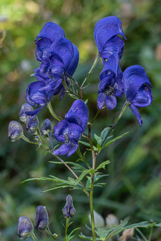 0128 (3-b) Gewöhnlicher Blau-Eisenhut