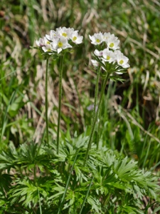 0140 (1-w) Narzissen-Anemone