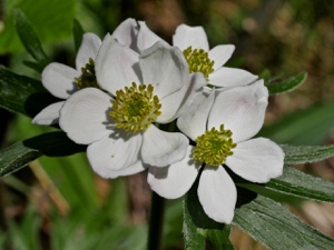 0140 (3-w) Narzissen-Anemone