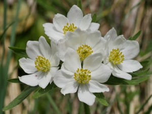 0140 (7-w) Narzissen-Anemone