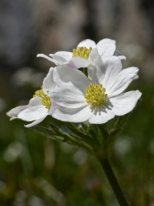 0140 (8-w) Narzissen-Anemone