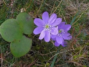 0145 (2-b) Leberblümchen