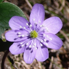 0145 (3-b) Leberblümchen