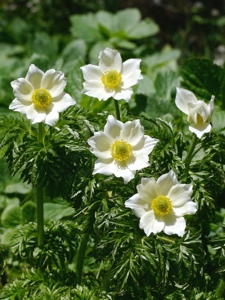 Weisse Alpen-Anemone