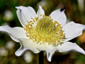 0146 (7-w) Weisse Alpen-Anemone