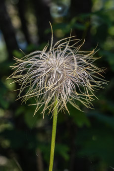 0146 (8-w) Weisse Alpen-Anemone