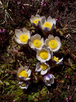 0149 (1-w) Frühlings-Anemone