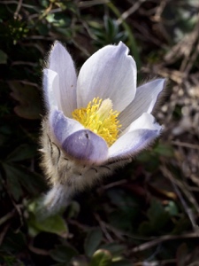 0149 (2-w) Frühlings-Anemone