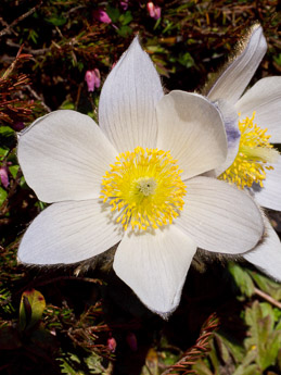 0149 (3-w) Frühlings-Anemone