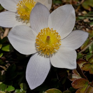 0149 (3-w) Frühlings-Anemone