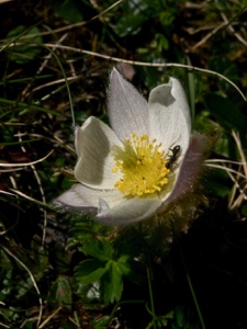 Frühlings-Anemone