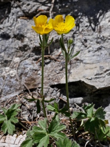 Gewöhnlicher Berg-Hahnenfuss