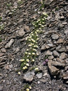 0187 (1-w) Gletscher-Hahnenfuss