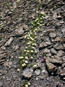 0187 (1-w) Gletscher-Hahnenfuss