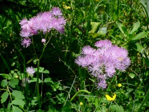 Akeleiblättrige Wiesenraute