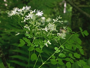 0213 (1-w) Akeleiblättrige Wiesenraute