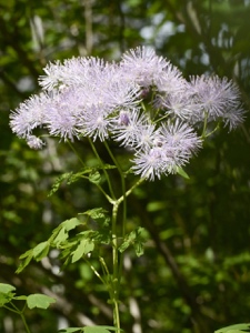 Akeleiblättrige Wiesenraute