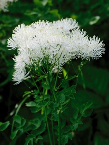 0213 (2-w) Akeleiblättrige Wiesenraute