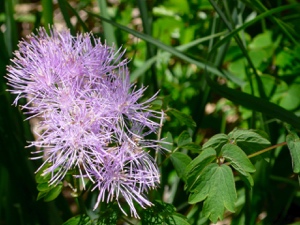 0213 (3-v) Akeleiblättrige Wiesenraute