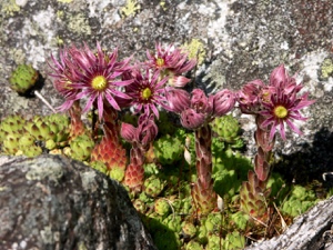 Berg-Hauswurz