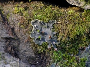 Schild-, Hundsflechte (Peltigera ...)?