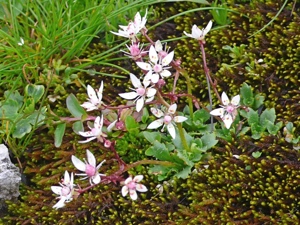 0285 (1-w) Sternblütiger Steinbrech