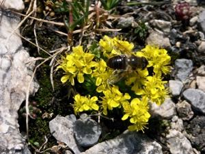 Flachblättriger Steinbrech