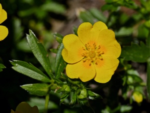 0445 (3-g) Gold-Fingerkraut