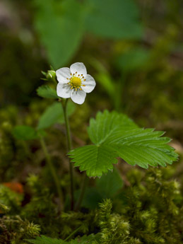 0449 (2-w) Wald-Erdbeere