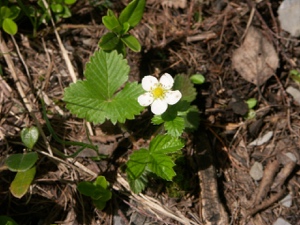 0449 (2-w) Wald-Erdbeere