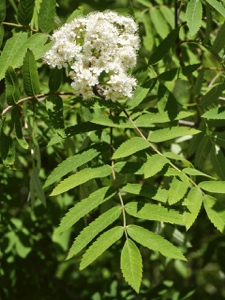 Vogelbeerbaum