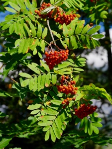 Vogelbeerbaum