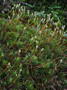 Frauenhaarmoose (Polytrichidae) / Polytrichum formosum Hedw. - Waldhaarmützenmoos?