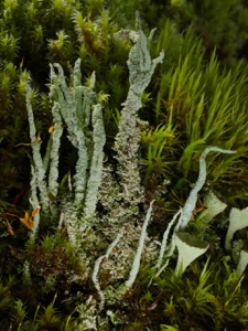 Pfriemen-Geweihflechte (Cladonia subulata)?