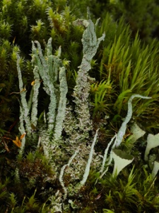 060 Pfriemen-Geweihflechte (Cladonia subulata)?