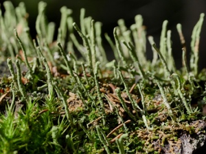 Gewöhnl. Säulenflechte (Cladonia coniocraea)?