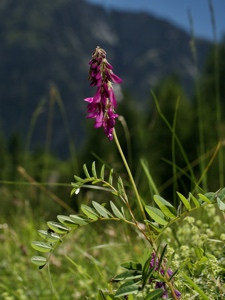 0677 (1-v) Alpen-Süssklee