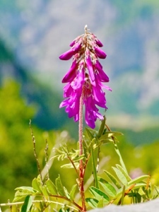 Alpen-Süssklee