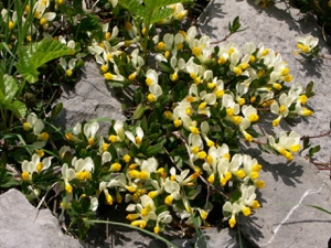 0680 (1-w) Buchsblättrige Kreuzblume