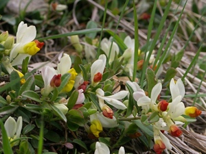 Buchsblättrige Kreuzblume