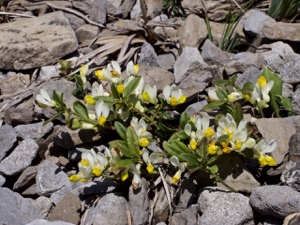 Buchsblättrige Kreuzblume